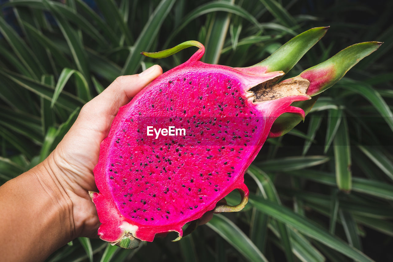 Dragonfruit- red dragonfruit