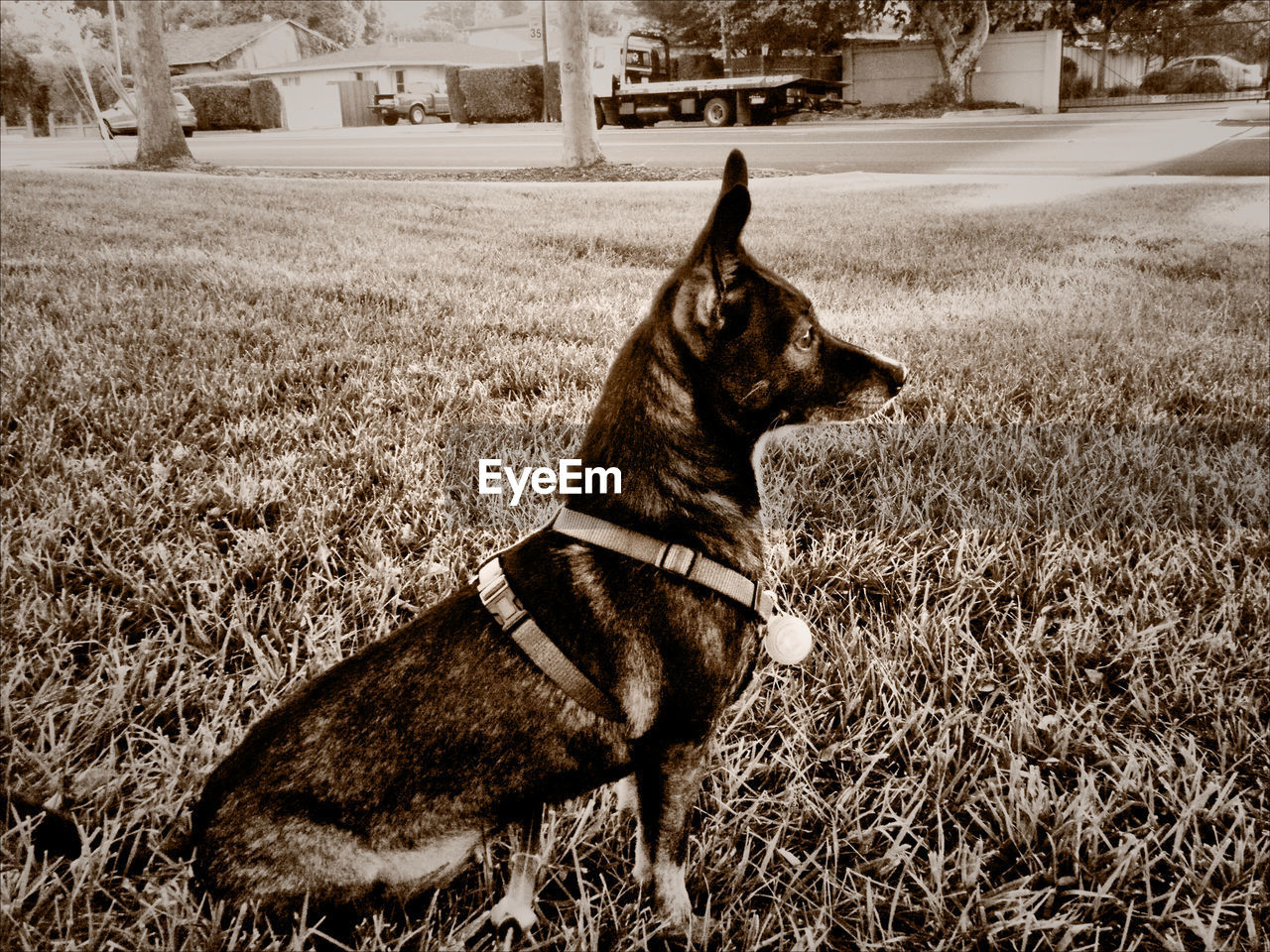 CAT RELAXING ON GRASS IN PARK