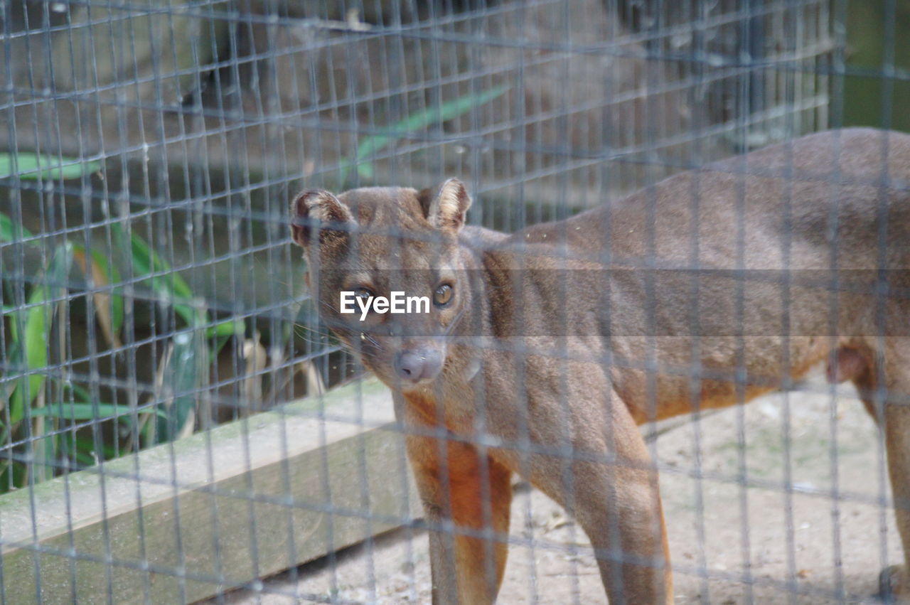 Close-up of animal in cage at zoo