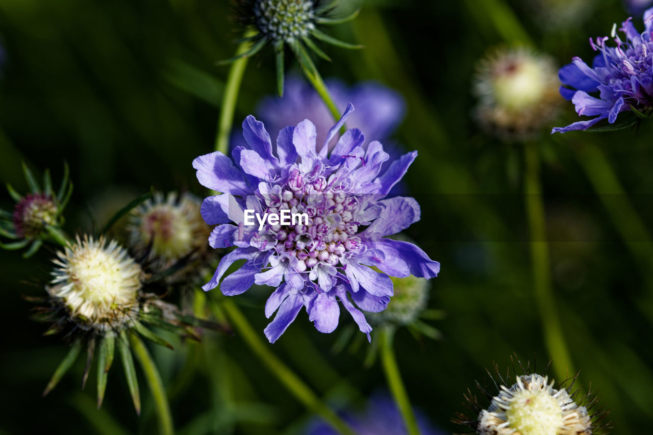 close-up of honey bee on purple flower