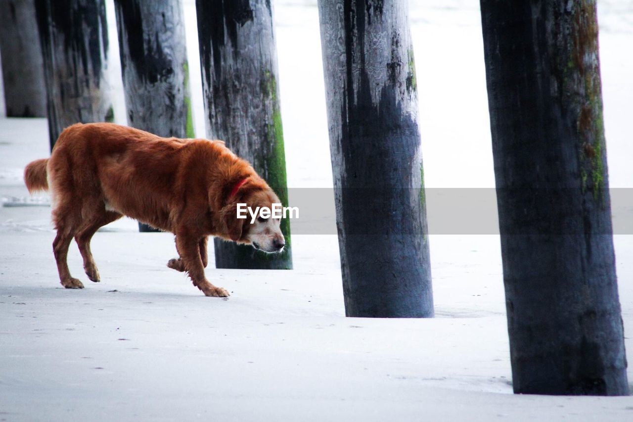 Side view of brown dog below pier at beach