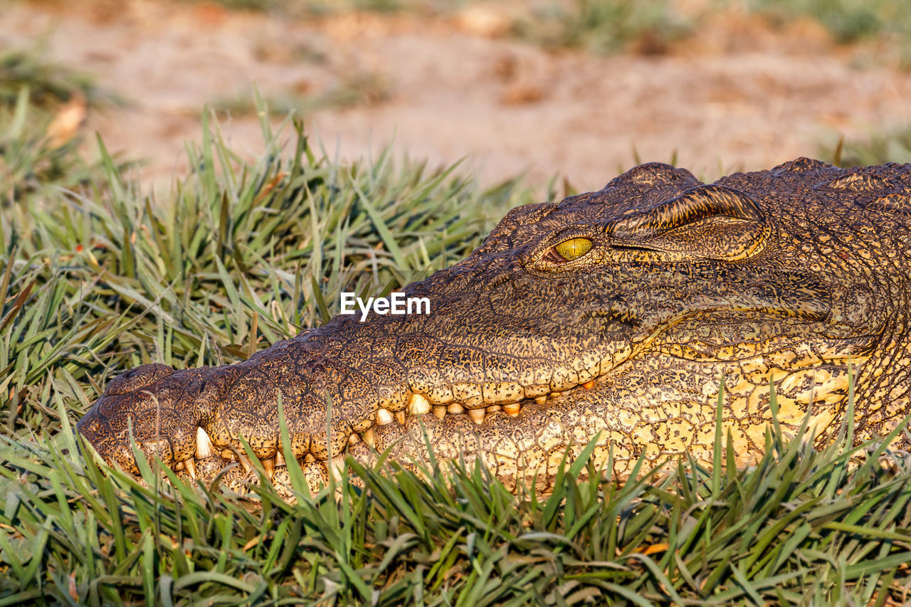 CLOSE-UP OF A REPTILE IN A FIELD