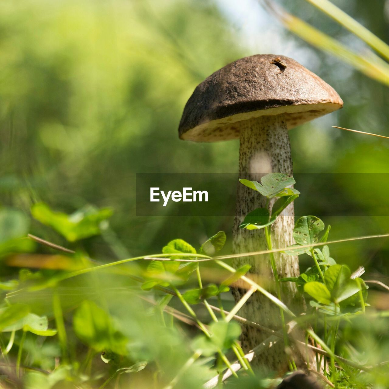 Close-up of wild mushroom