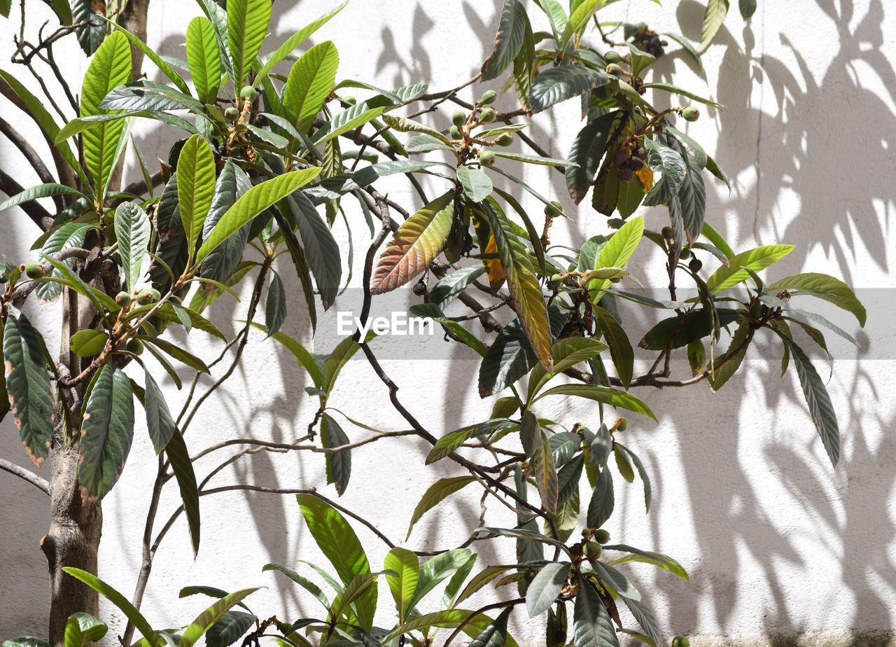 PLANTS GROWING ON A TREE