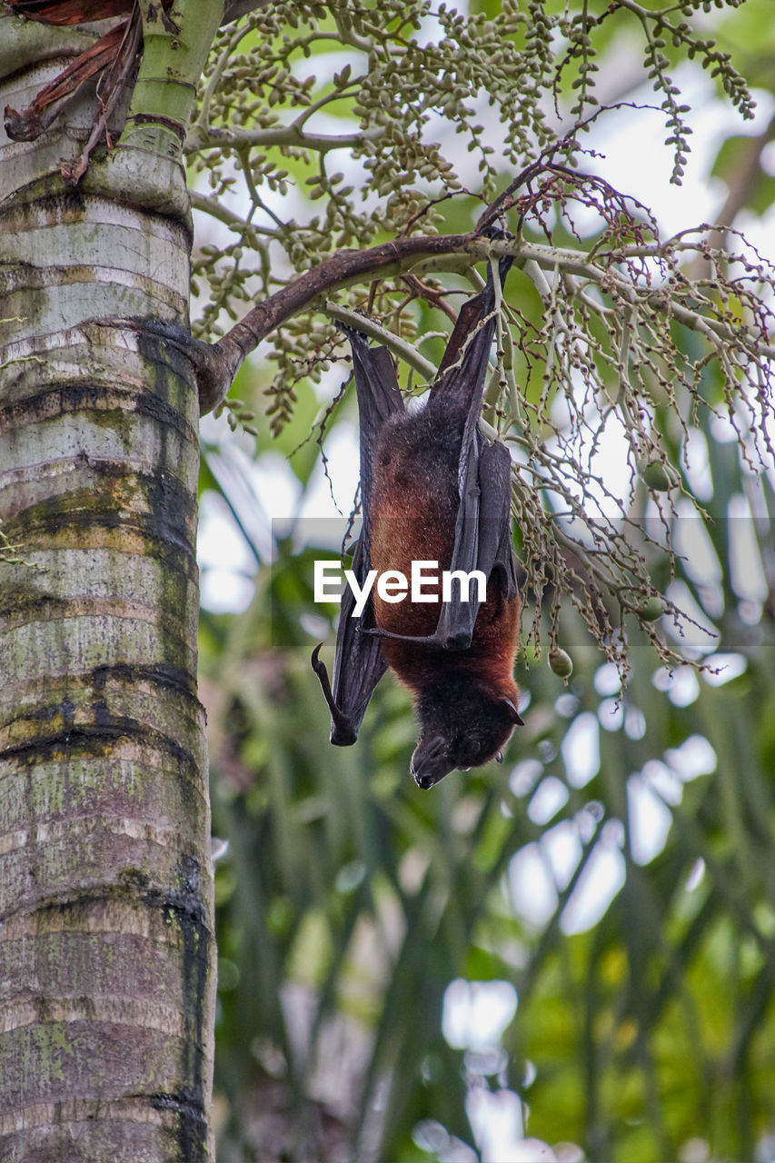 Flying fox called megabat, in latin pteropodidae, hangs on a palm tree, portrait photo