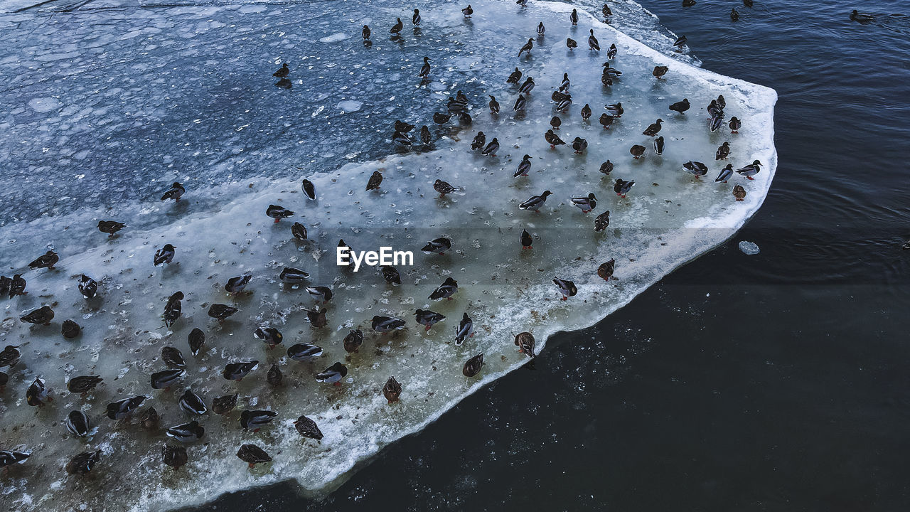 Ducks on the ice during day. 