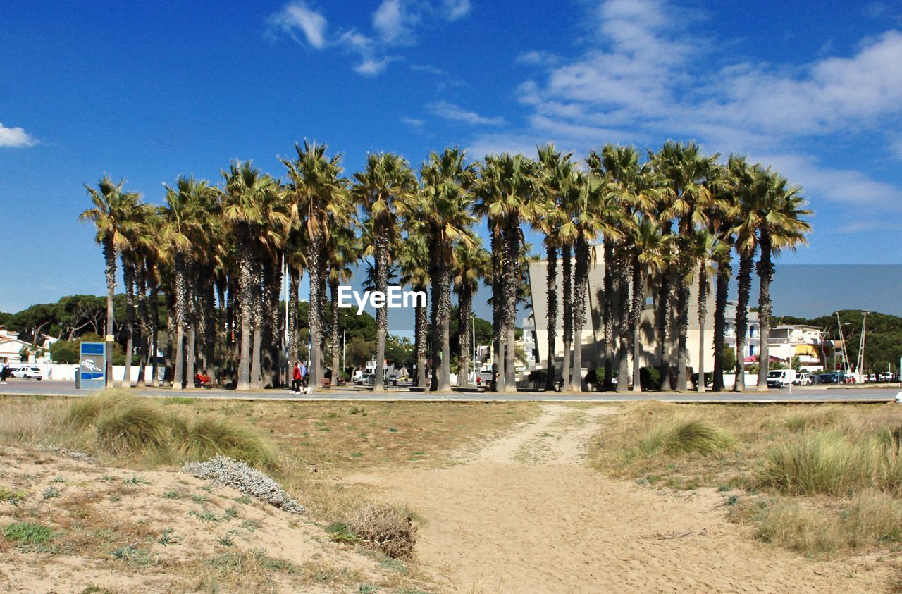 Palm trees on beach against sky