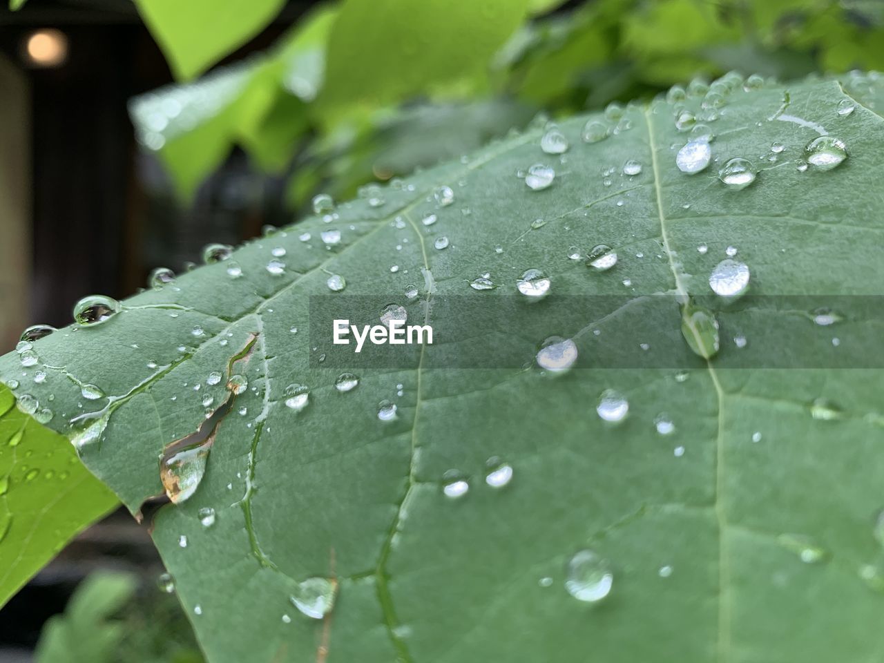 CLOSE-UP OF WATER DROPS ON LEAF