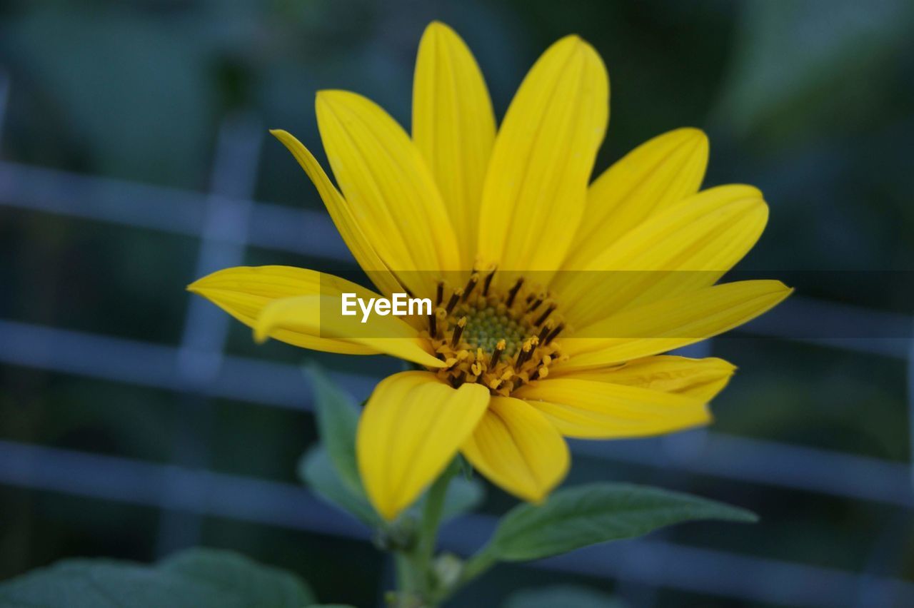 CLOSE-UP OF YELLOW ROSE FLOWER