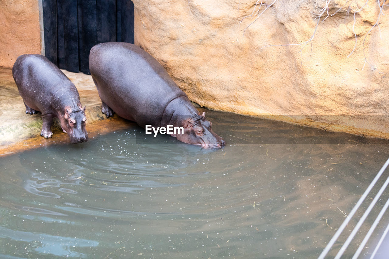 Hippopotamuses by pond