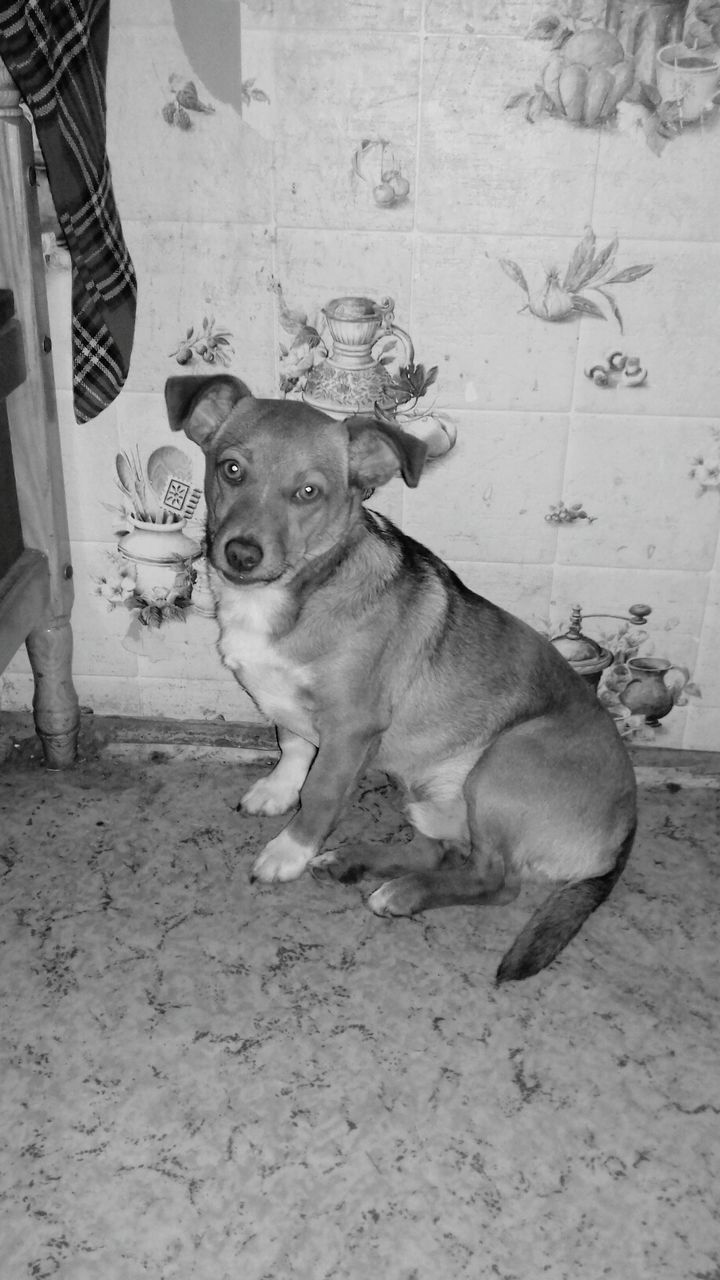 LOW SECTION OF MAN WITH DOG ON FLOOR