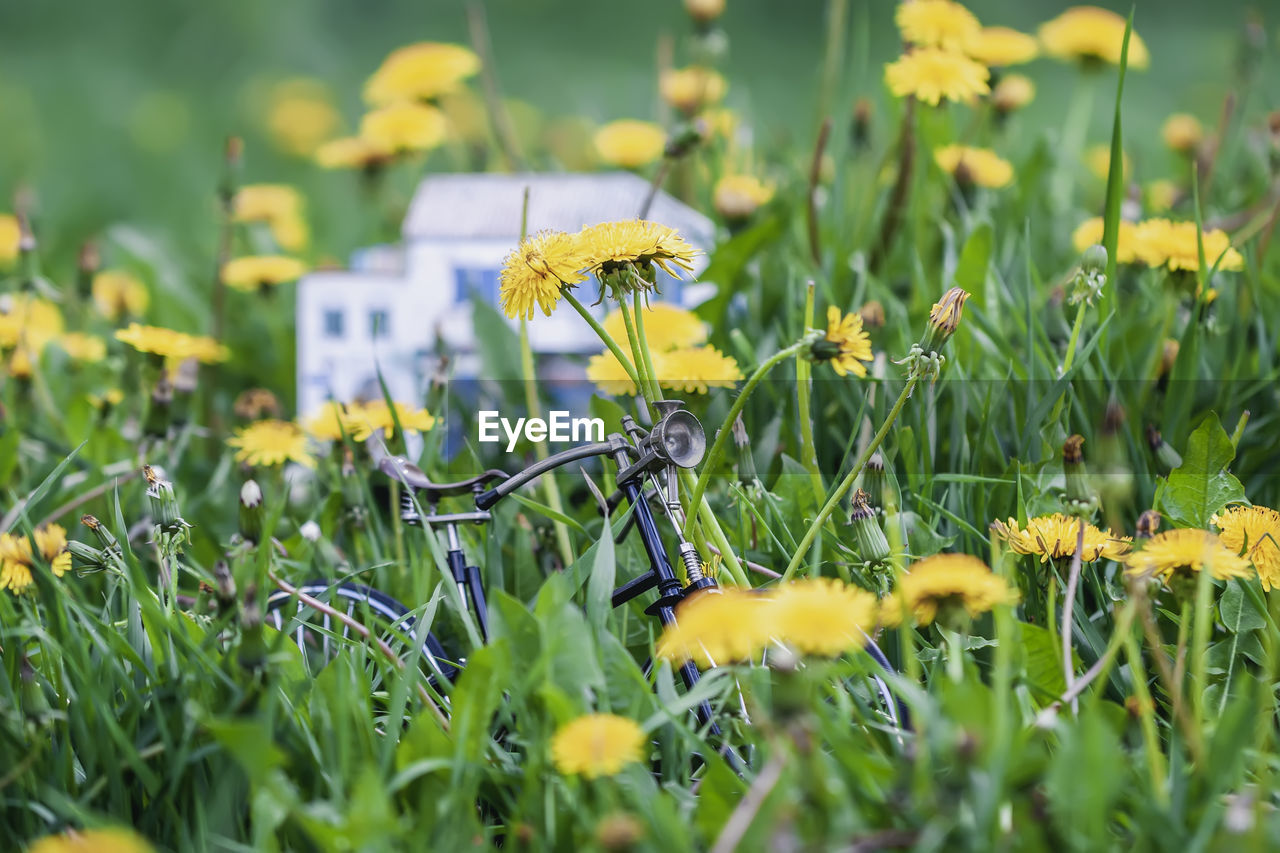 Bicycle amidst yellow flowers on field