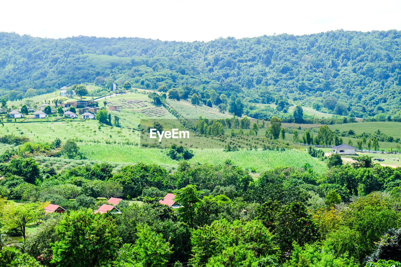 HIGH ANGLE VIEW OF TREES AND PLANTS IN FOREST