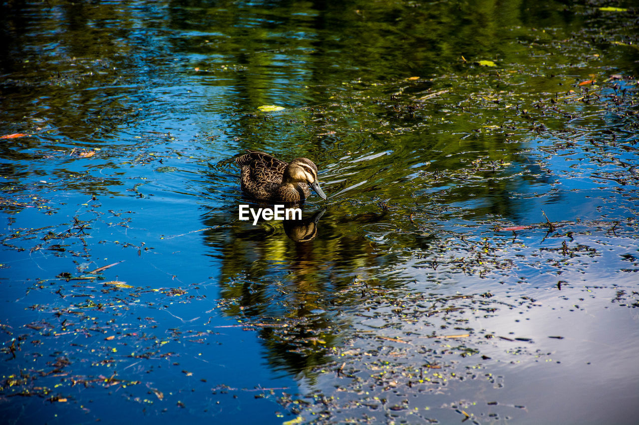 HIGH ANGLE VIEW OF BIRDS SWIMMING IN LAKE