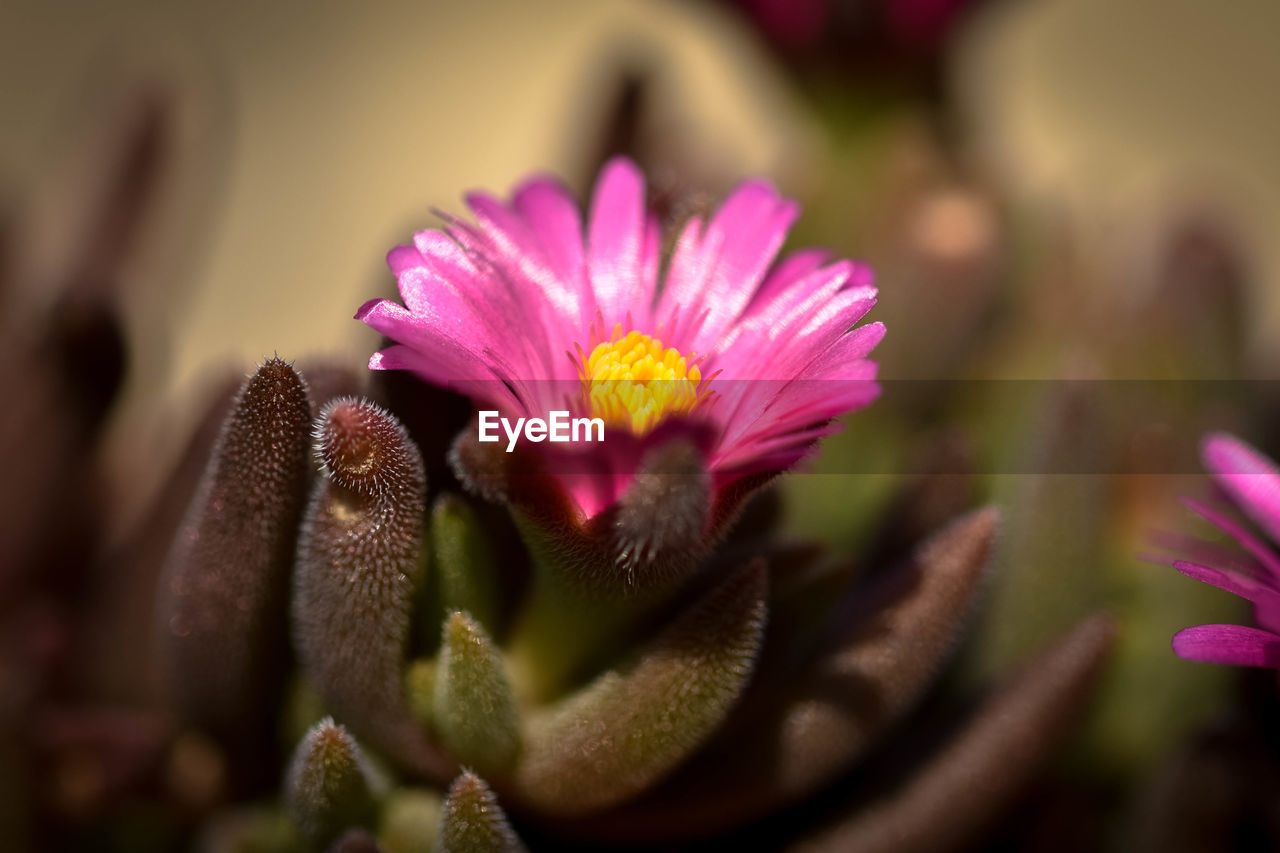 Close-up of pink flower