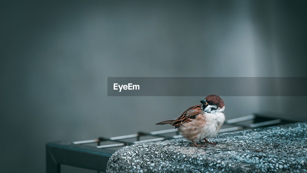 Close-up of bird perching on metal