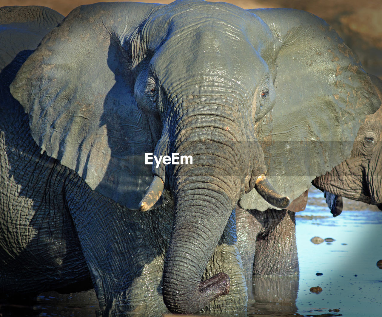 CLOSE-UP OF ELEPHANT IN SUNLIGHT