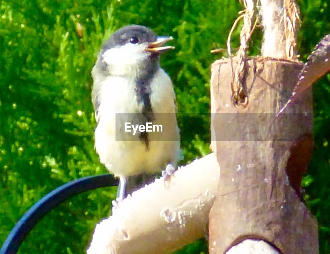 CLOSE-UP OF BIRDS PERCHING ON TREE