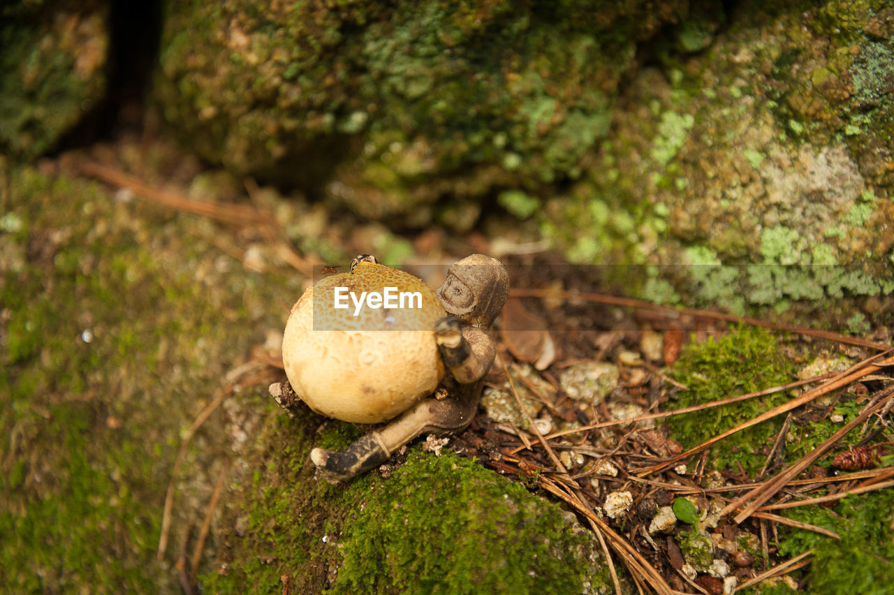 HIGH ANGLE VIEW OF MUSHROOMS ON FIELD