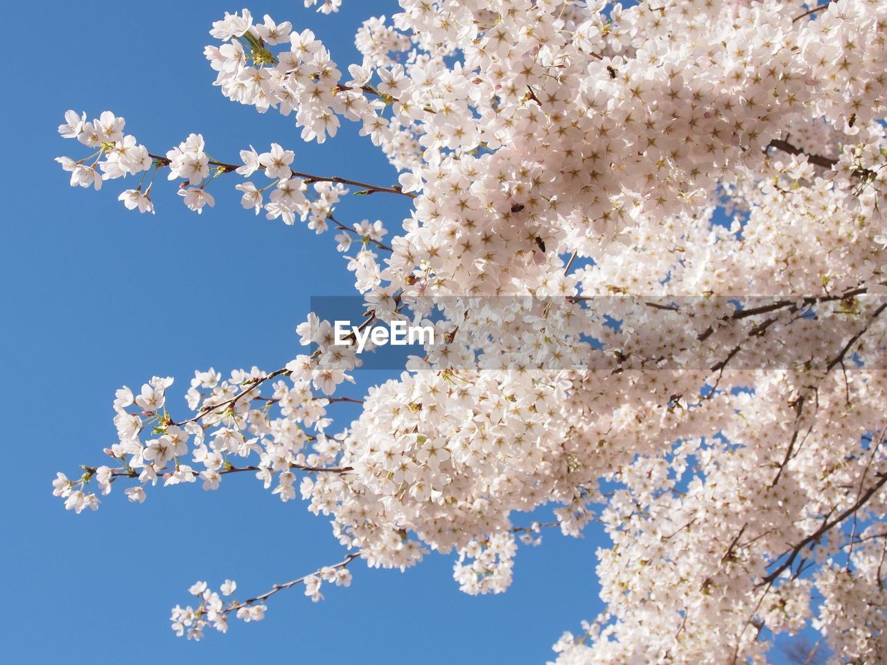 Low angle view of cherry blossoms against blue sky