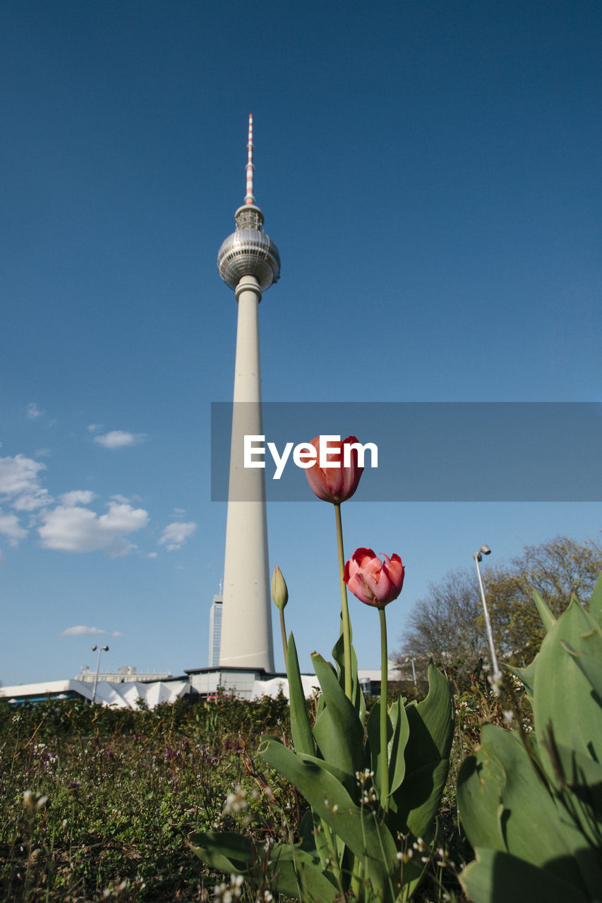 Low angle view of red flowering plant against sky with berlin tv tower