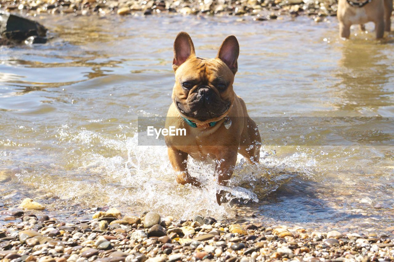 PORTRAIT OF DOG RUNNING IN WATER