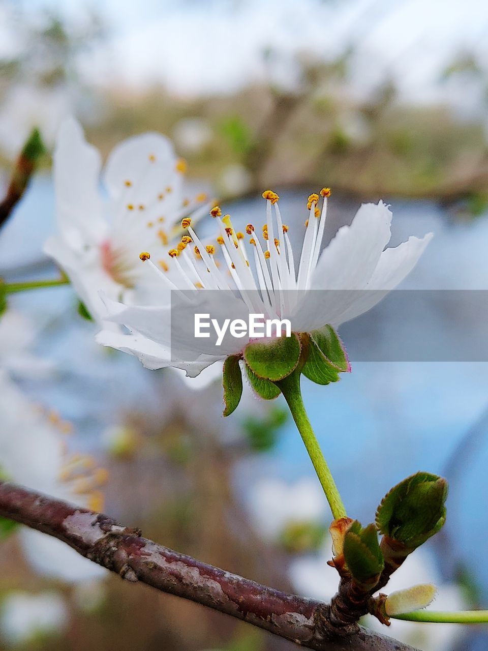 plant, flower, flowering plant, blossom, freshness, beauty in nature, nature, fragility, close-up, growth, tree, branch, springtime, white, macro photography, focus on foreground, no people, outdoors, flower head, spring, botany, day, petal, produce, pollen, food, inflorescence, selective focus, sky, stamen, water, food and drink, environment