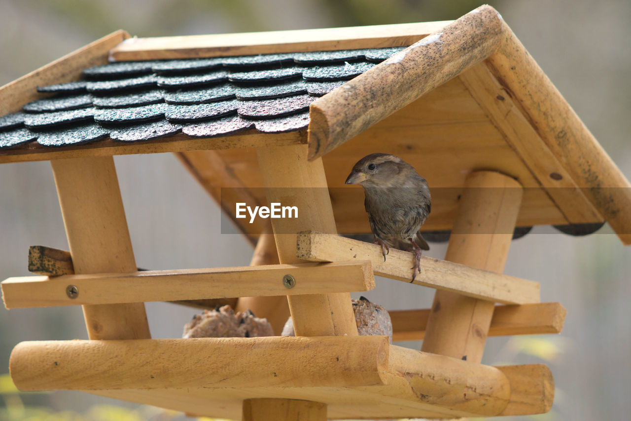 LOW ANGLE VIEW OF BIRDHOUSE