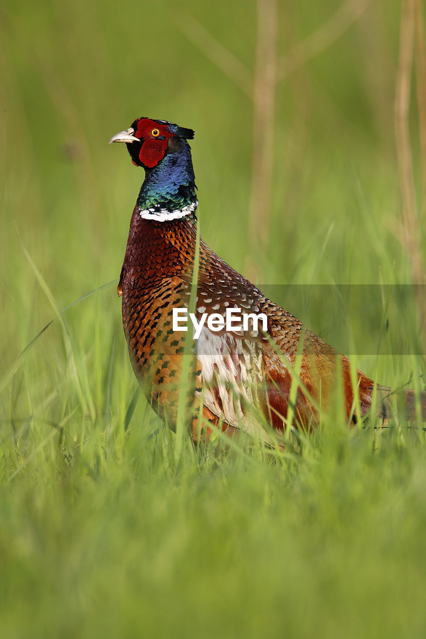 Pheasant hiding in the grass