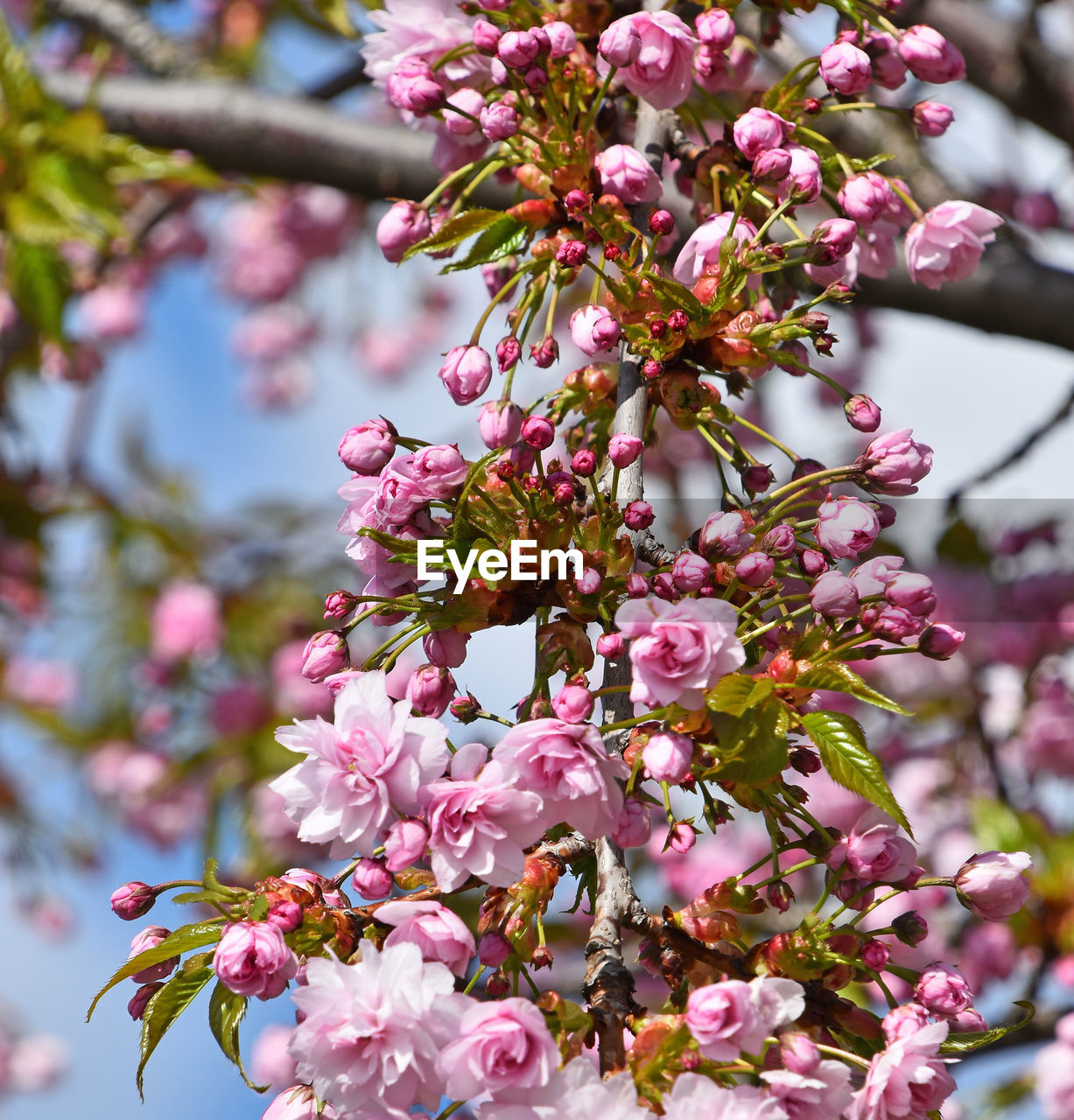 Close-up of cherry blossoms