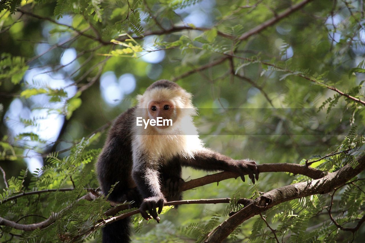 LOW ANGLE VIEW OF MONKEY SITTING ON TREE BRANCH