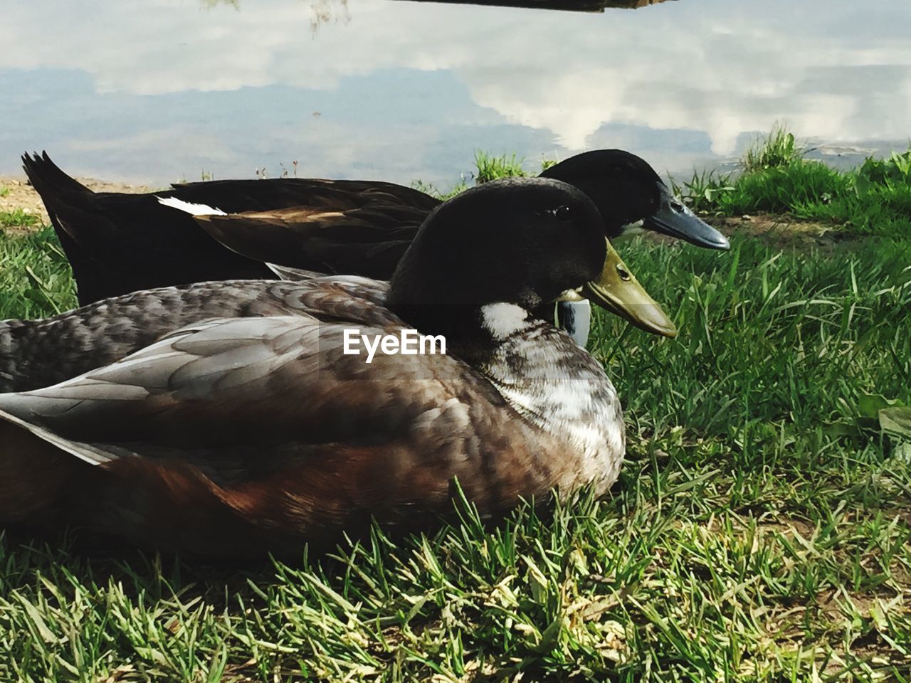 CLOSE-UP OF DUCKS ON GRASS AGAINST SKY