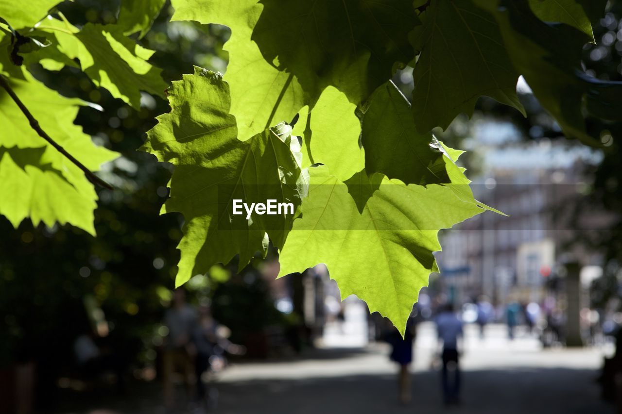 CLOSE-UP OF LEAVES ON TREE