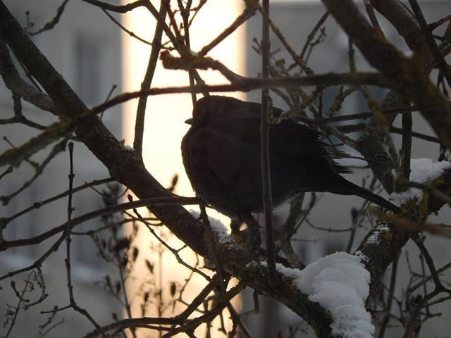 BIRD PERCHING ON TREE