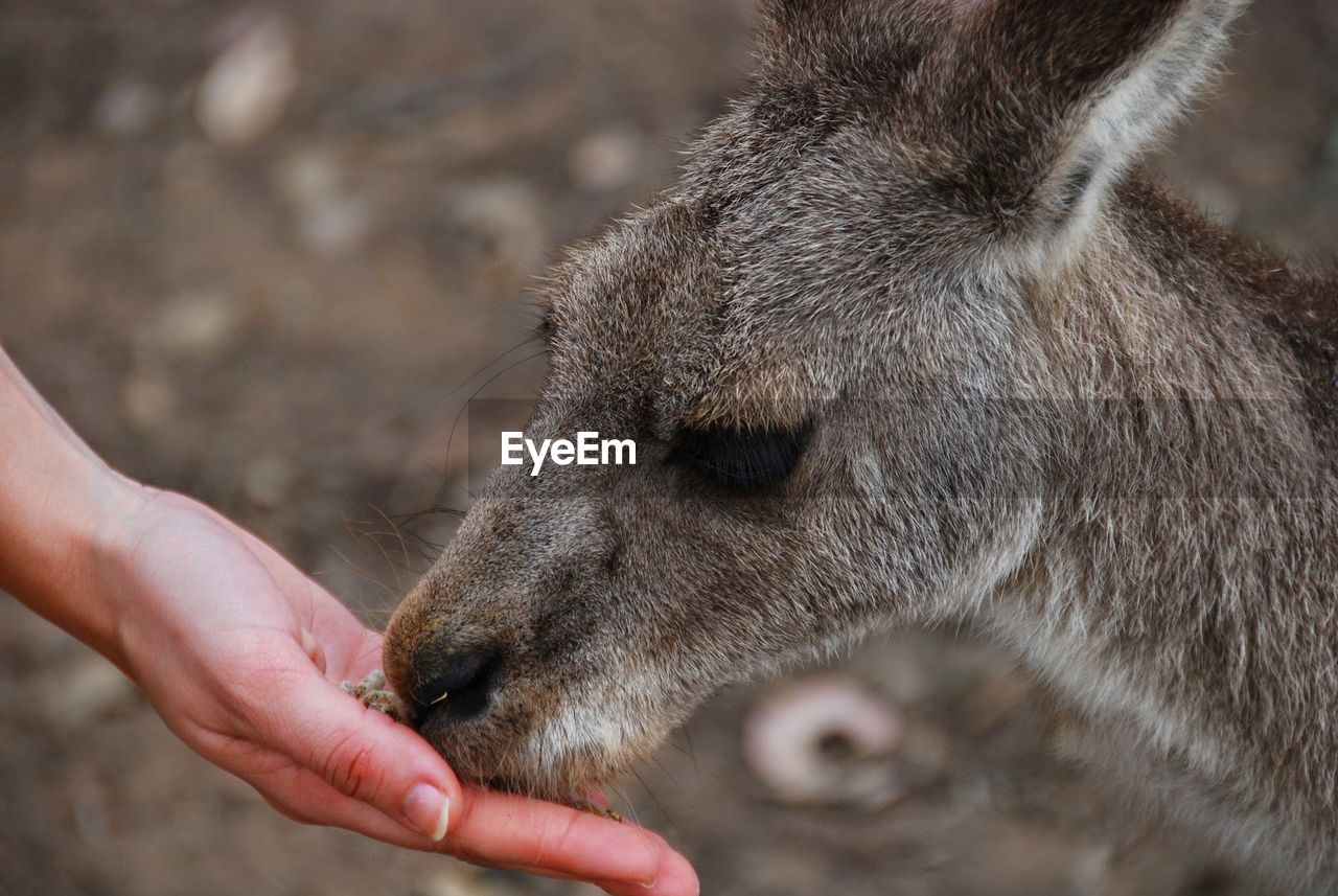 Cropped image of hand feeding kangaroo on field