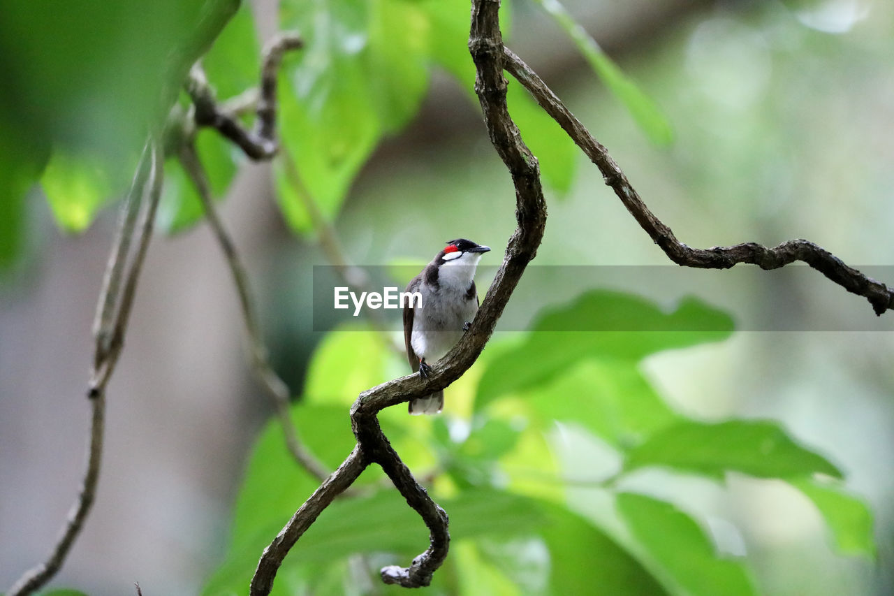 CLOSE-UP OF SPARROW PERCHING ON TREE