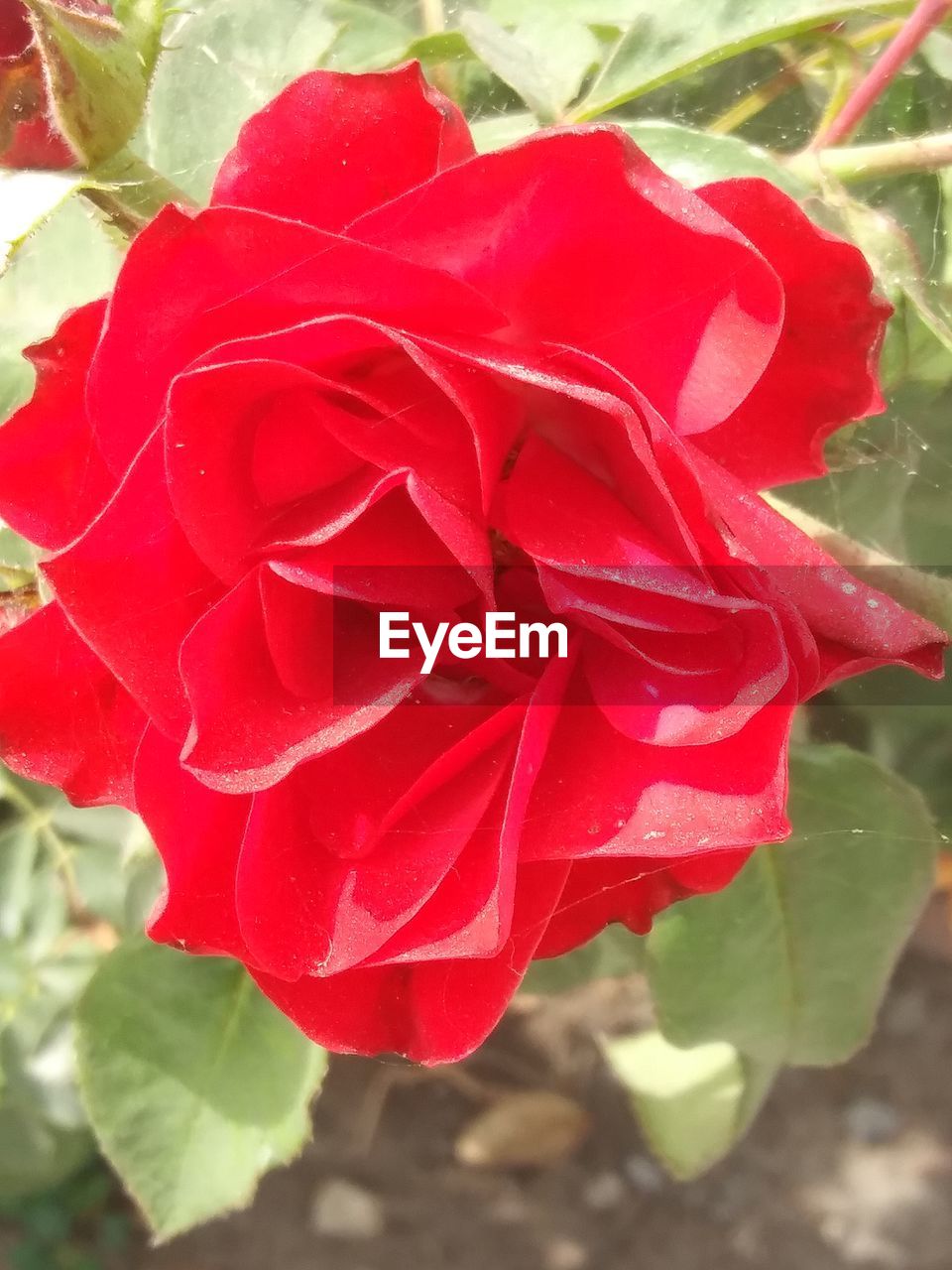 CLOSE-UP OF RED ROSE ON PLANT