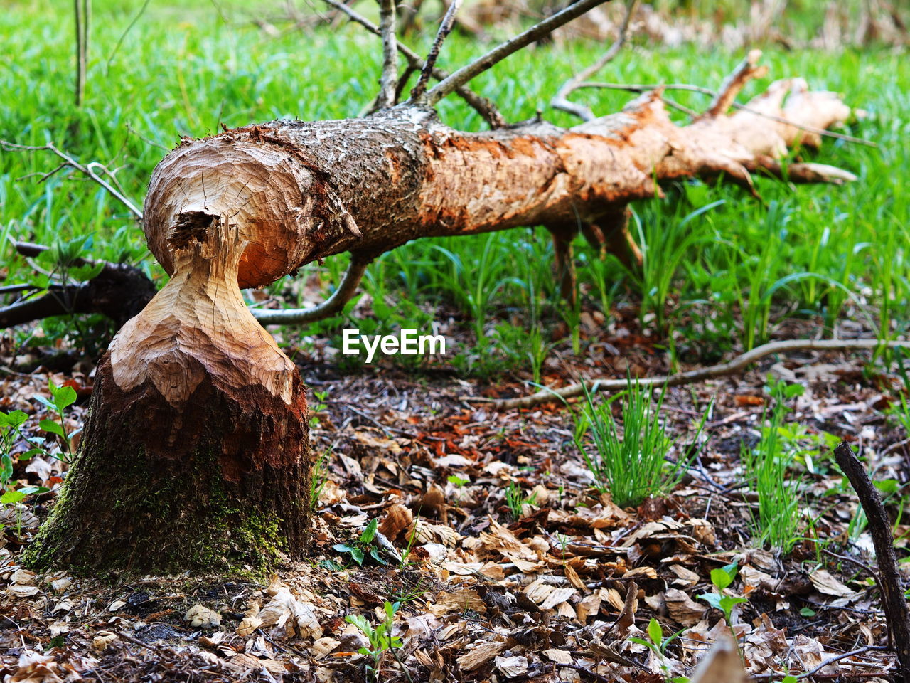 CLOSE-UP OF MUSHROOMS ON TREE TRUNK