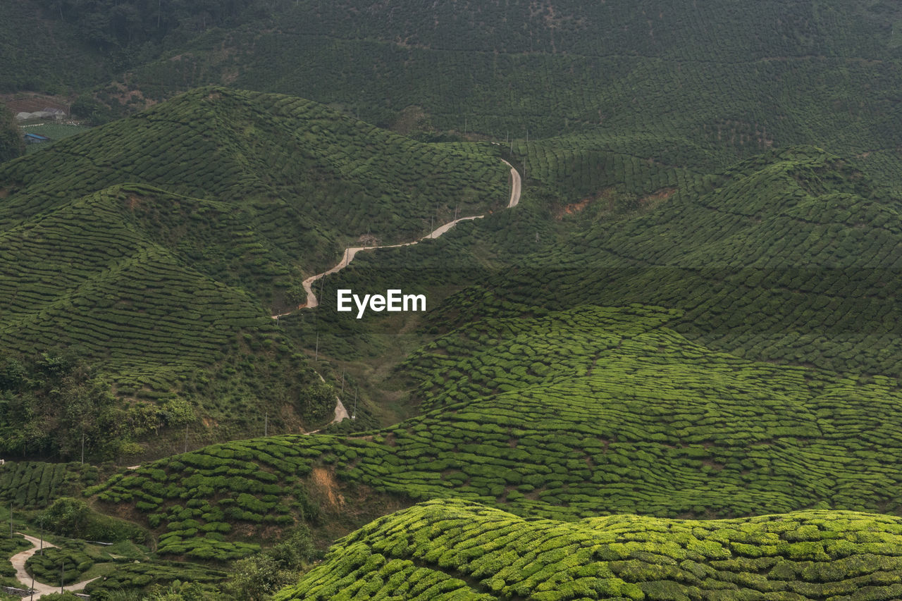 Scenic view of tea plantation in valley