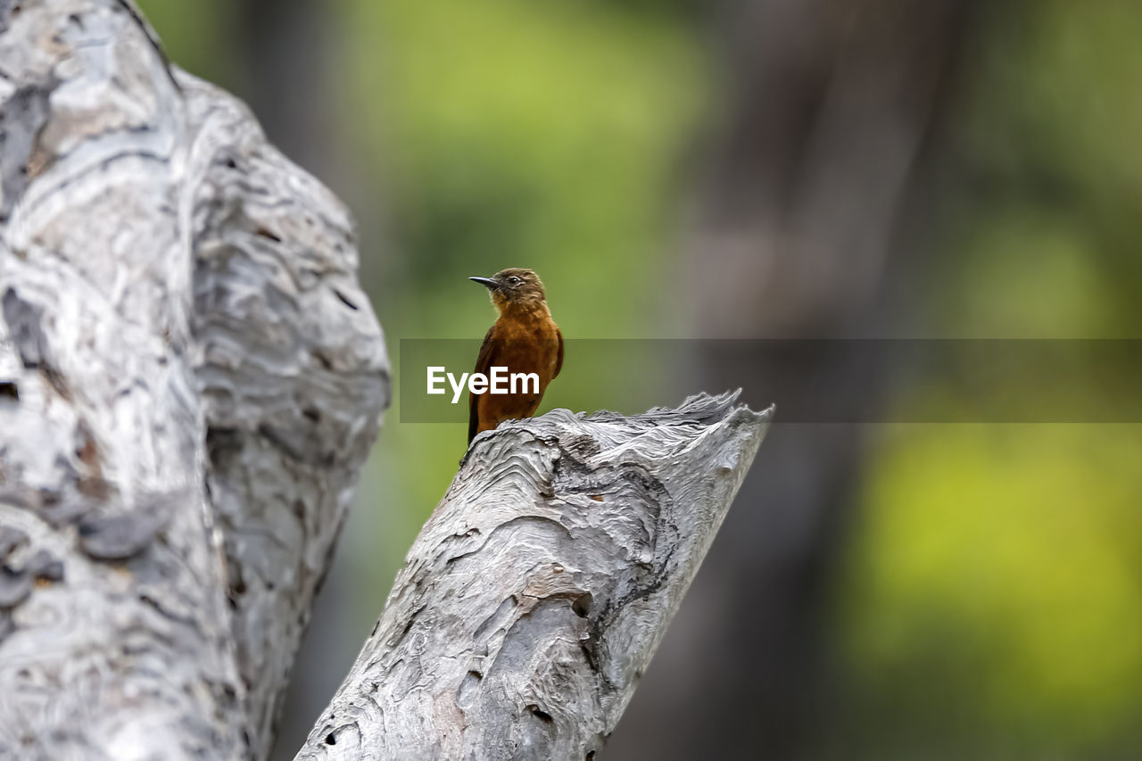 close-up of bird perching on tree trunk