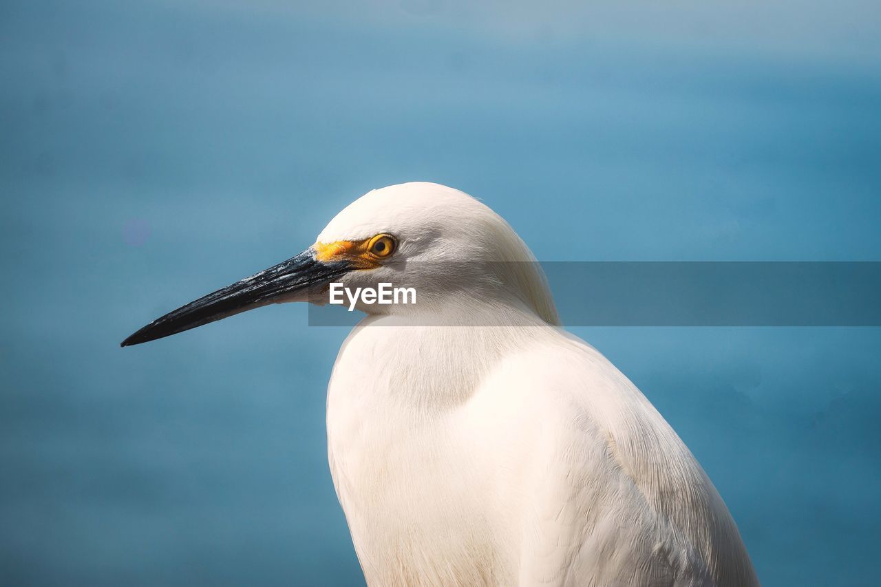 Close-up of  white egret against sky