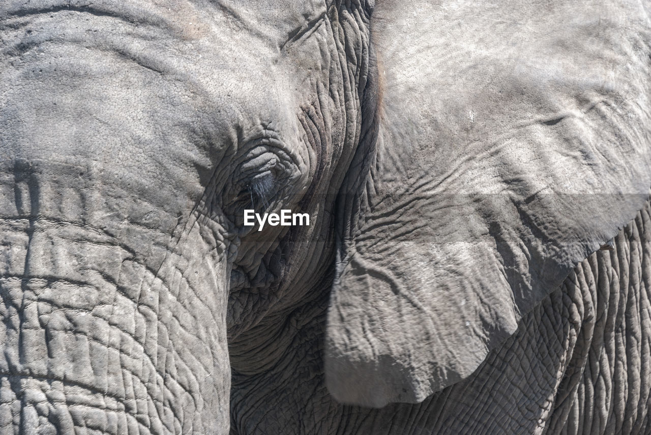 Close-up of elephant