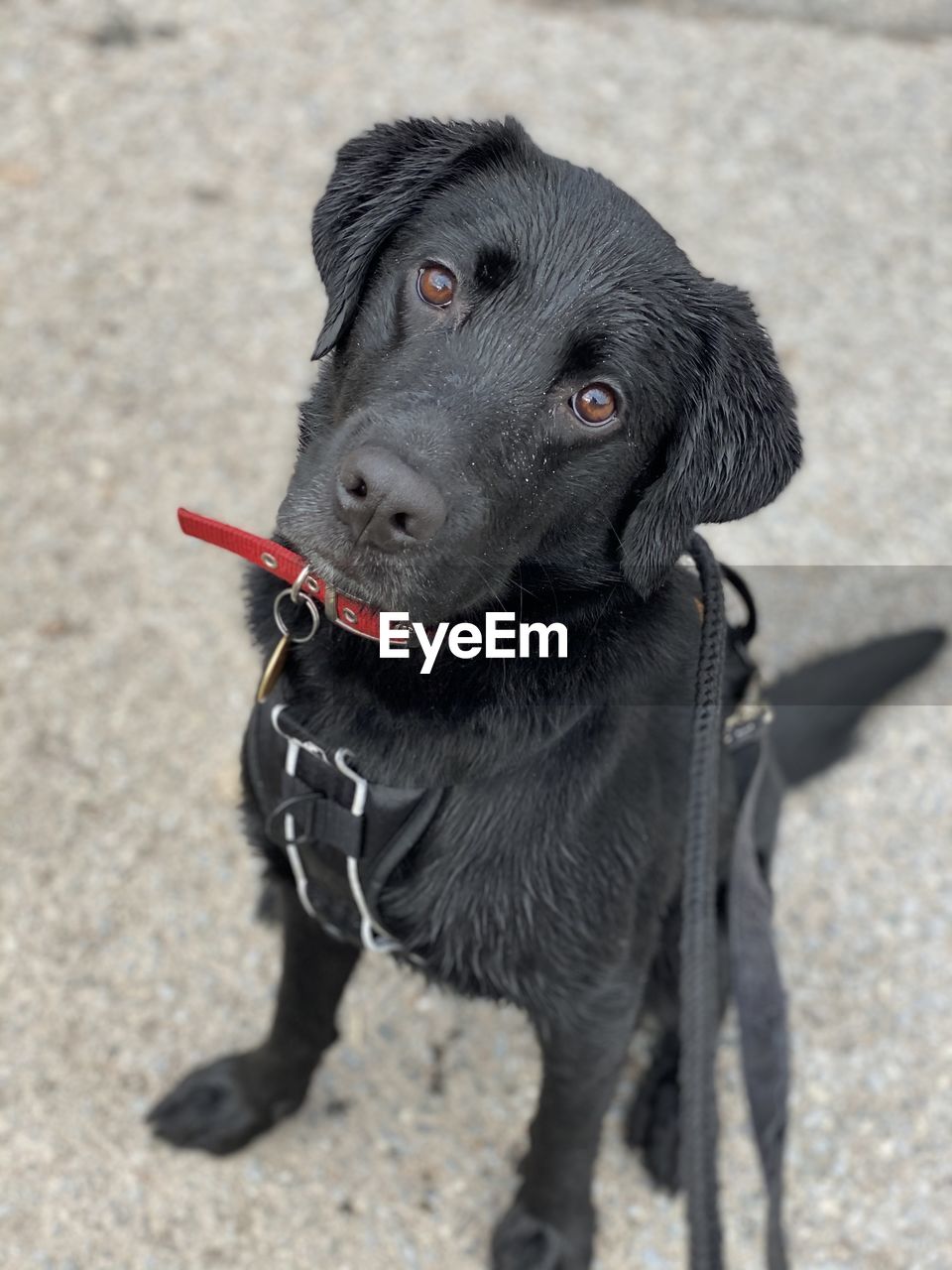 HIGH ANGLE VIEW OF DOG LOOKING AWAY OUTDOORS