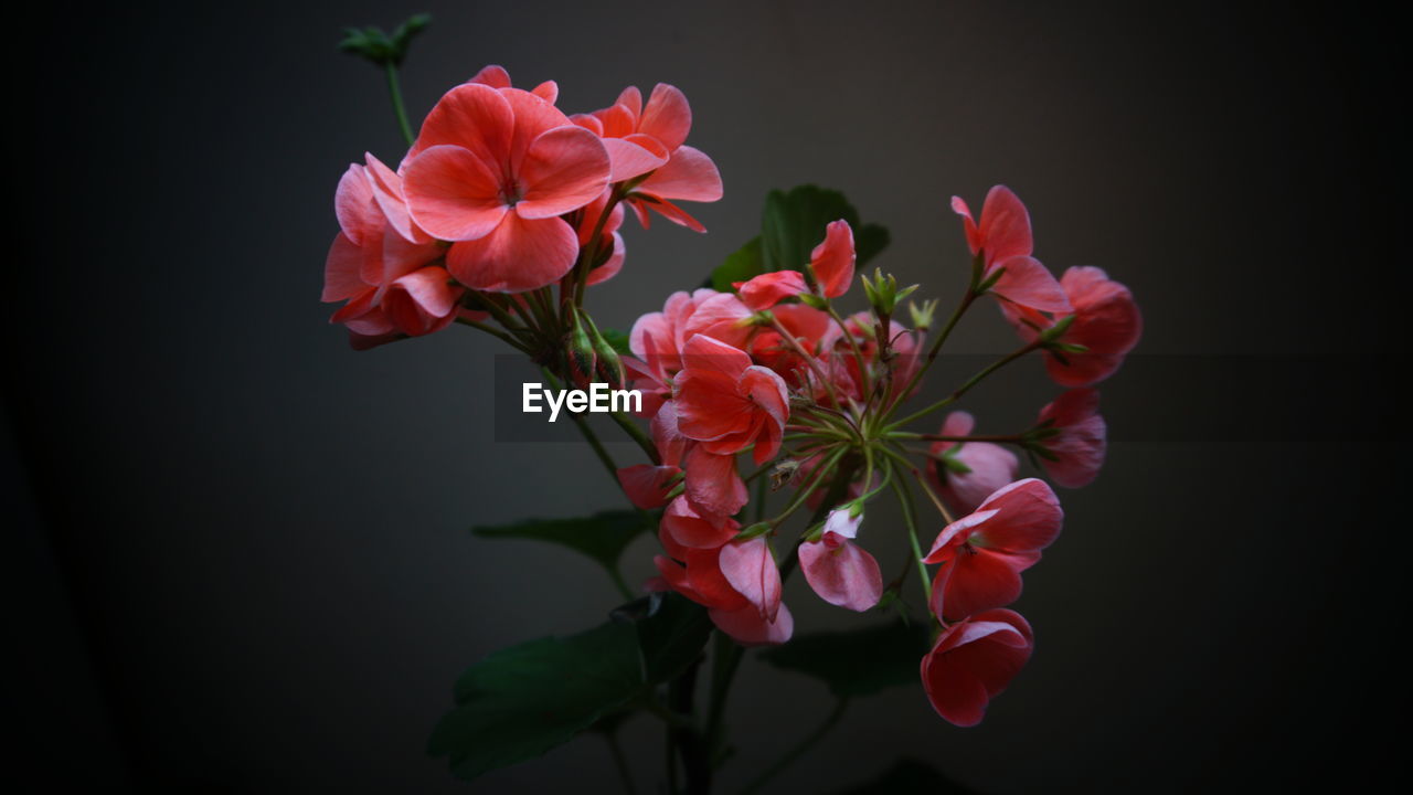 CLOSE-UP OF PINK FLOWERING PLANTS AGAINST BLACK BACKGROUND