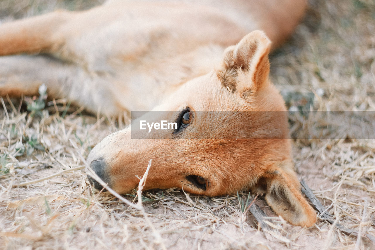 CLOSE-UP OF DOG LYING ON FIELD