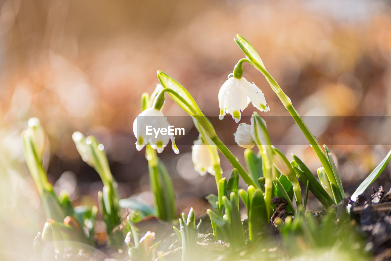 Close-up of white flowering plants on field