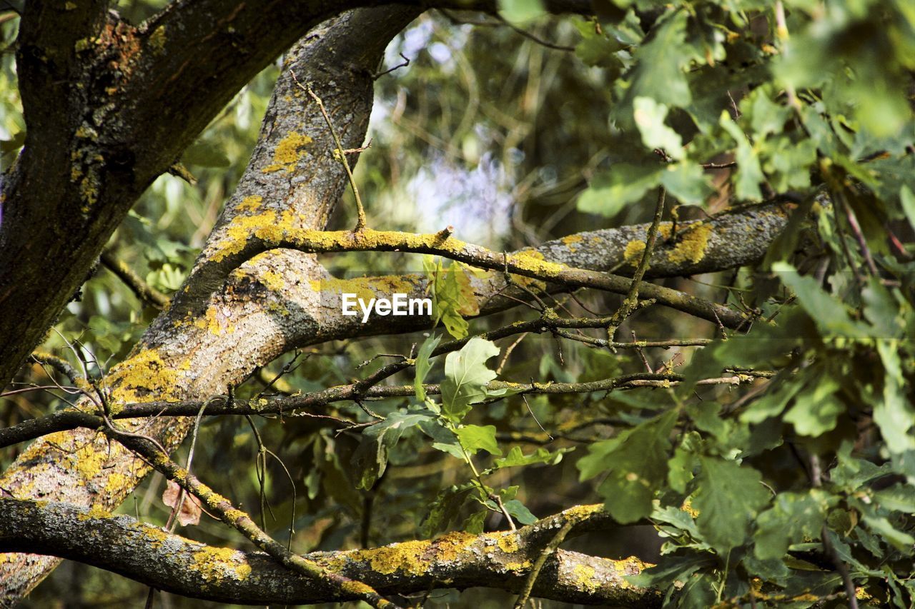 CLOSE-UP OF LIZARD ON TREE