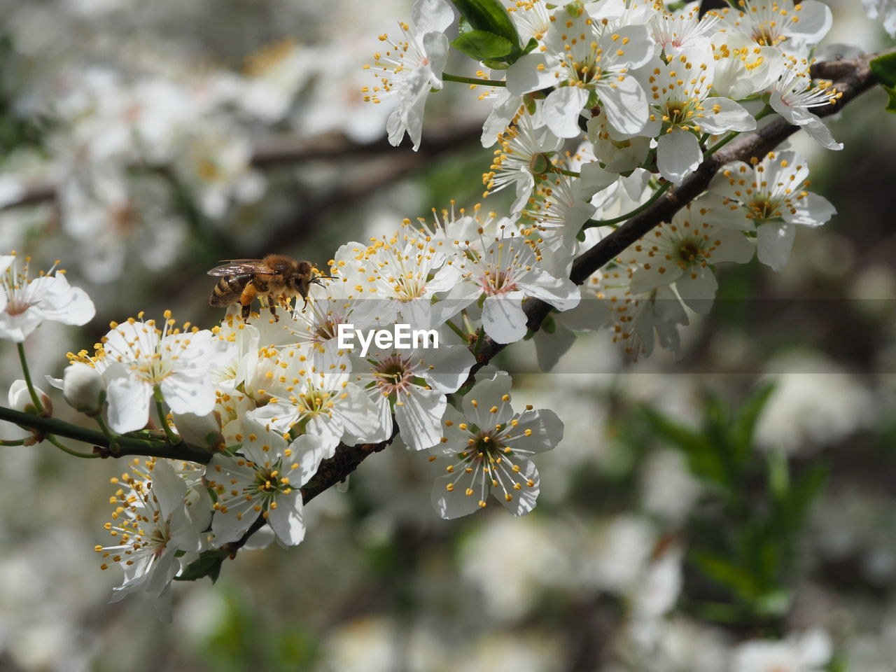 Flying bee at white blossom
