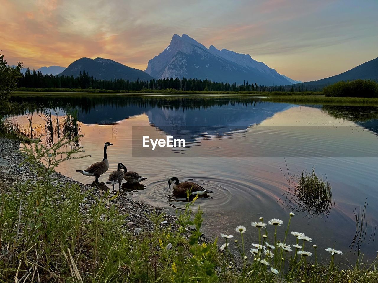 VIEW OF BIRDS SWIMMING IN LAKE