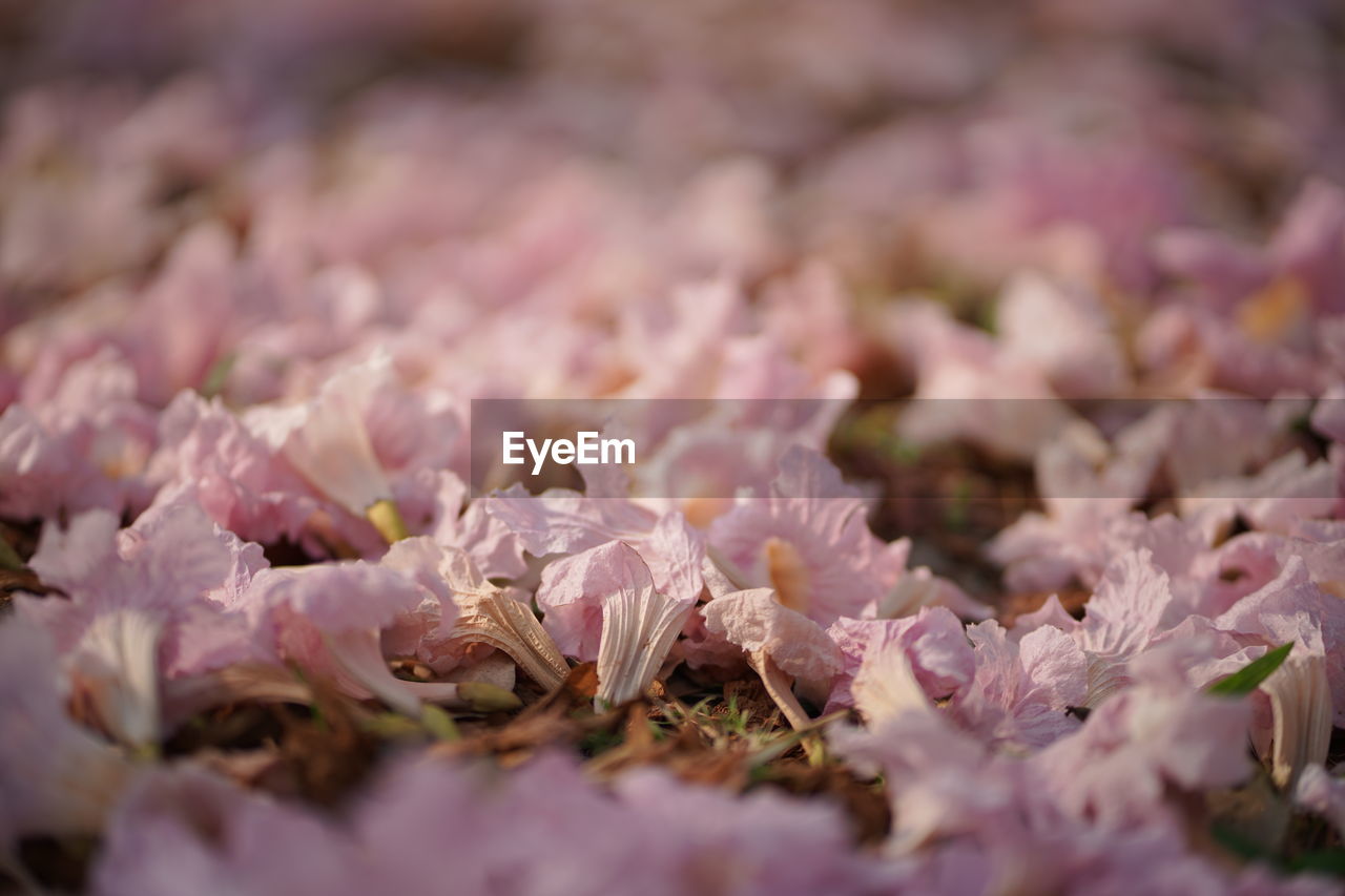 CLOSE-UP OF PINK ROSE PLANT